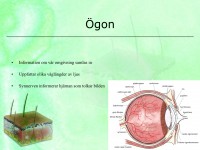 /album/sinnesorganen/a6-sinnesorganen-004-jpeg/